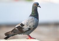 pigeon-6732592_960_720.jpg